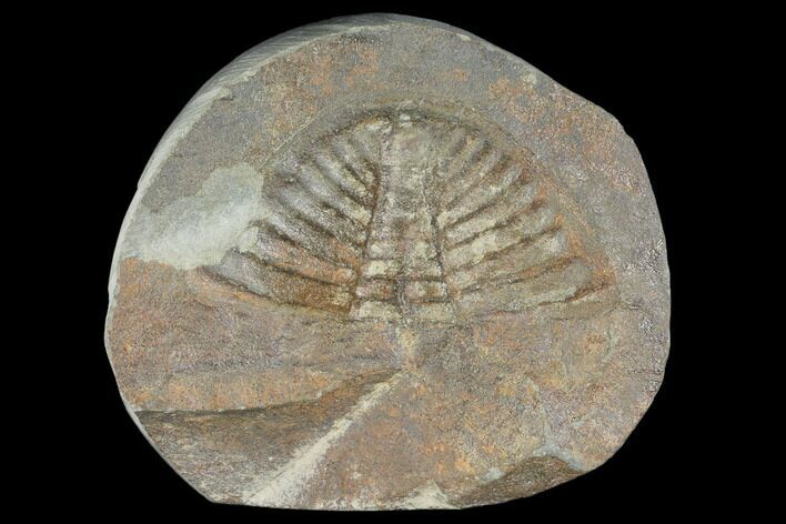 Partial Ogyginus Cordensis - Classic British Trilobite #103093